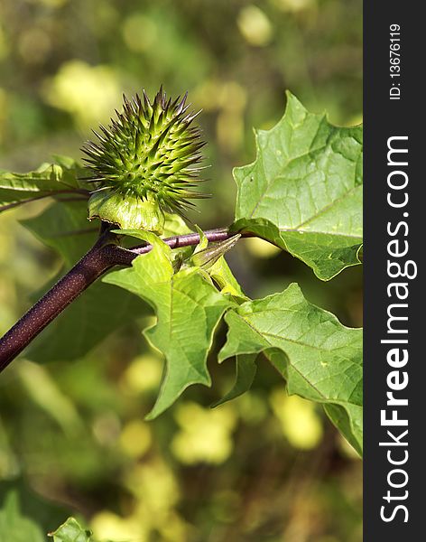 A plant pod with sharp green spikes. A plant pod with sharp green spikes