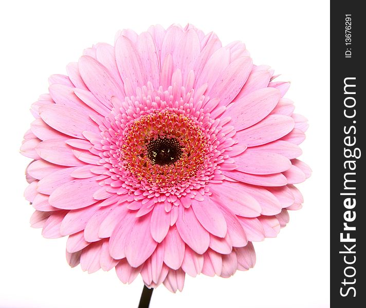 Pink gerbera on white background