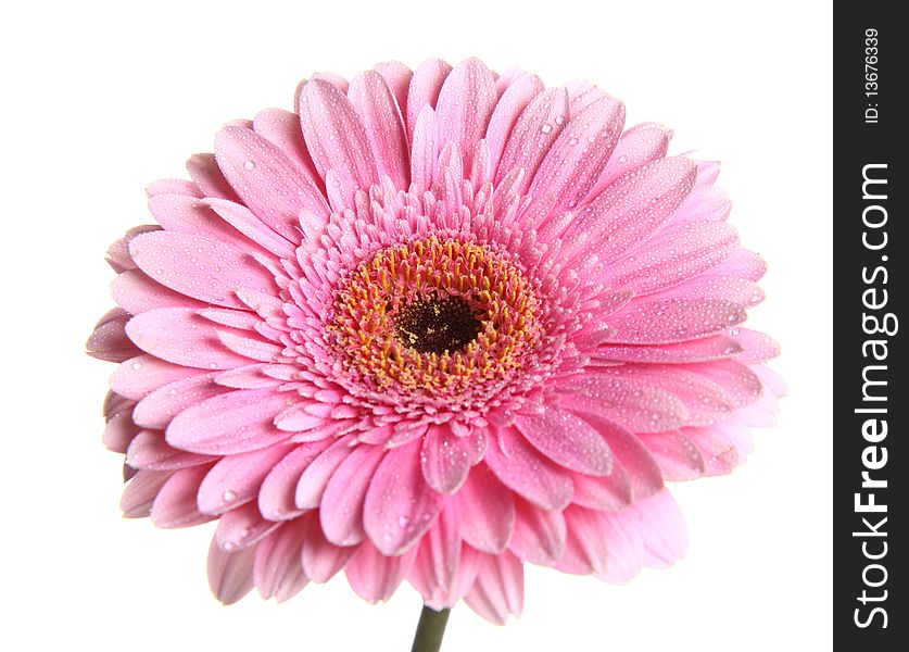 Pink gerbera covered with water drops on white background