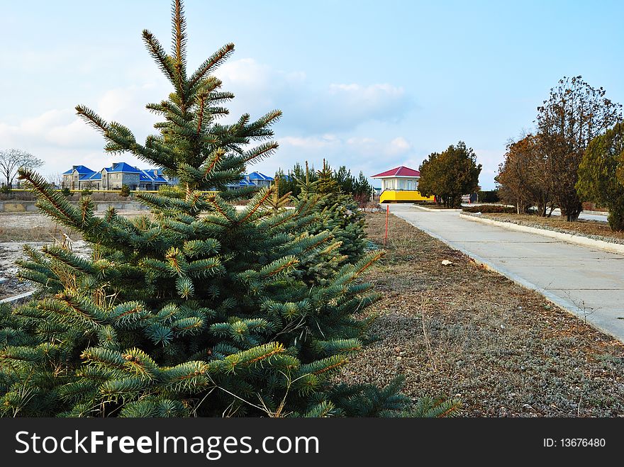 Image alley in suburban sanatorium complex of pine and fir. Image alley in suburban sanatorium complex of pine and fir