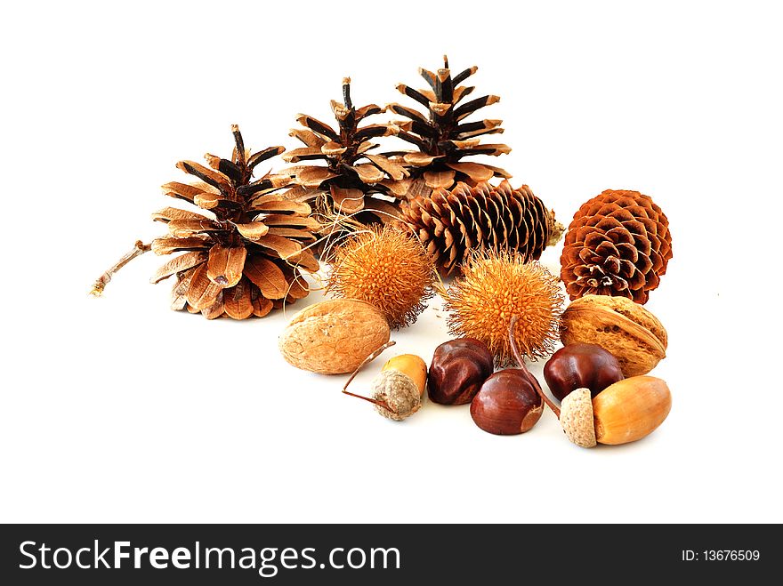 Image of cones and nuts from fir, pine, chestnut, sycamore,acorns