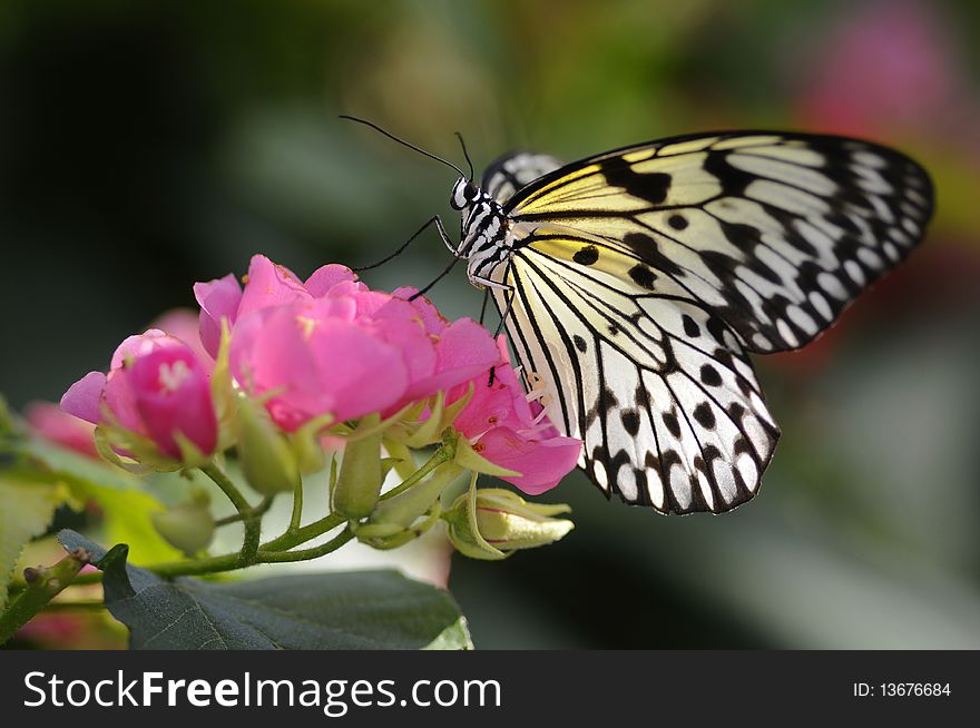 Butterfly lands to feed on flower. Butterfly lands to feed on flower