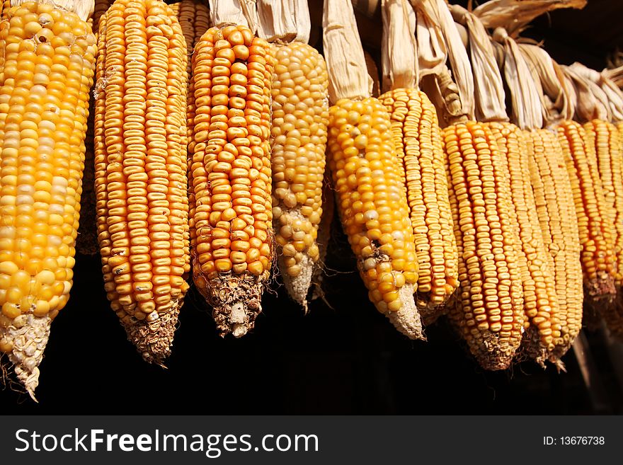 Corn drying outisde on black background