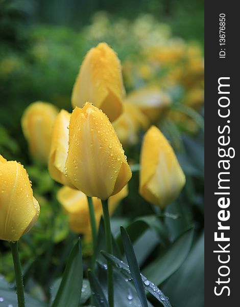 Yellow tulip with drops of rain