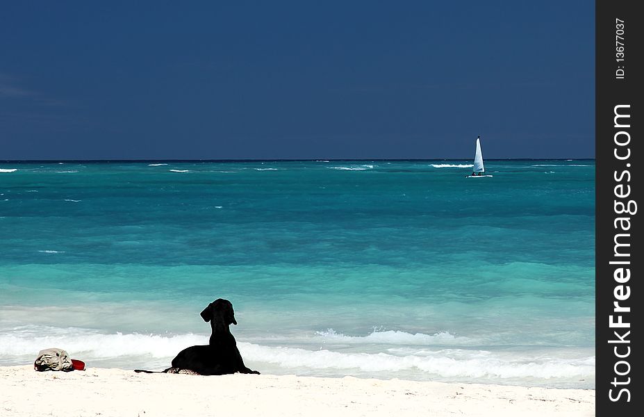 black loving labrador on white sandy beach waiting his owner. black loving labrador on white sandy beach waiting his owner