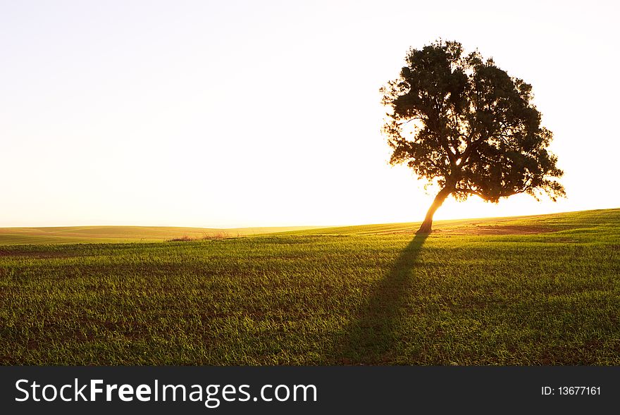 Lonely tree at sunrise - green meadow. Lonely tree at sunrise - green meadow
