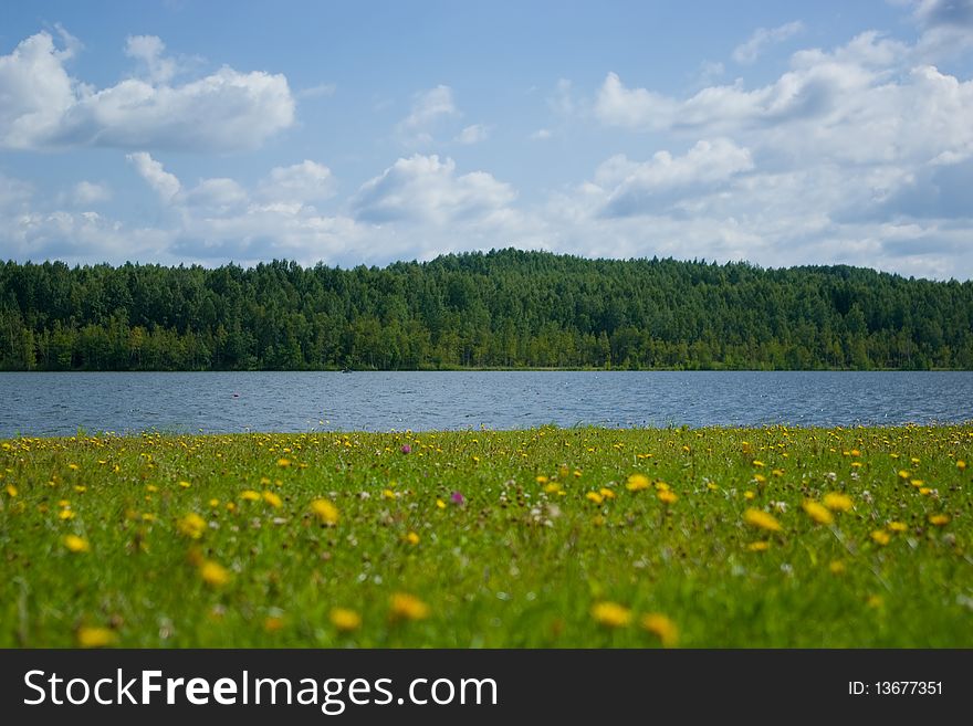 Flowered shore of lake on sunny day. Flowered shore of lake on sunny day