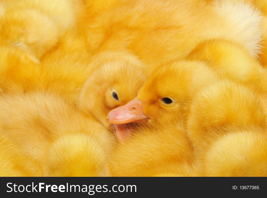 The small yellow duckling who is among other ducklings