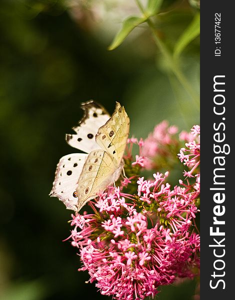 White butterfly sitting on the pink flower