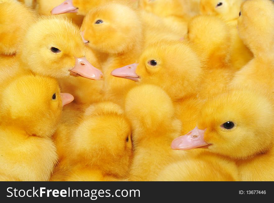 Some small yellow ducklings. Some small yellow ducklings.