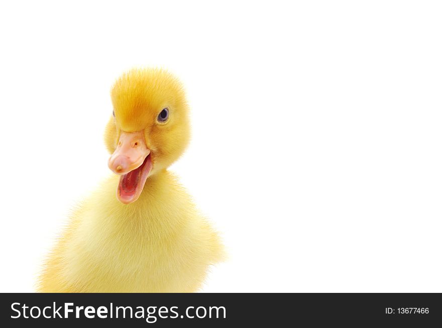 Duckling who are represented on a white background