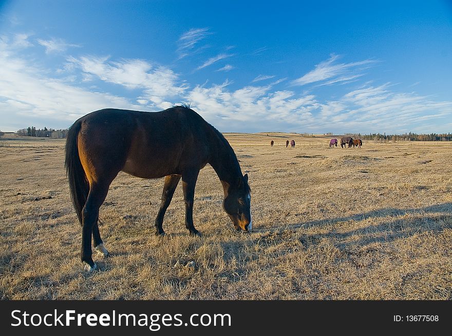 Dark bay horse browsing on dry pasture grass at sunset with long shadows, more hoses in distance, blue sky and clouds on horizon. Dark bay horse browsing on dry pasture grass at sunset with long shadows, more hoses in distance, blue sky and clouds on horizon.