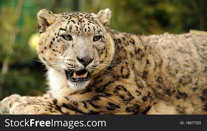 Snow leopard close up in colour. Snow leopard close up in colour