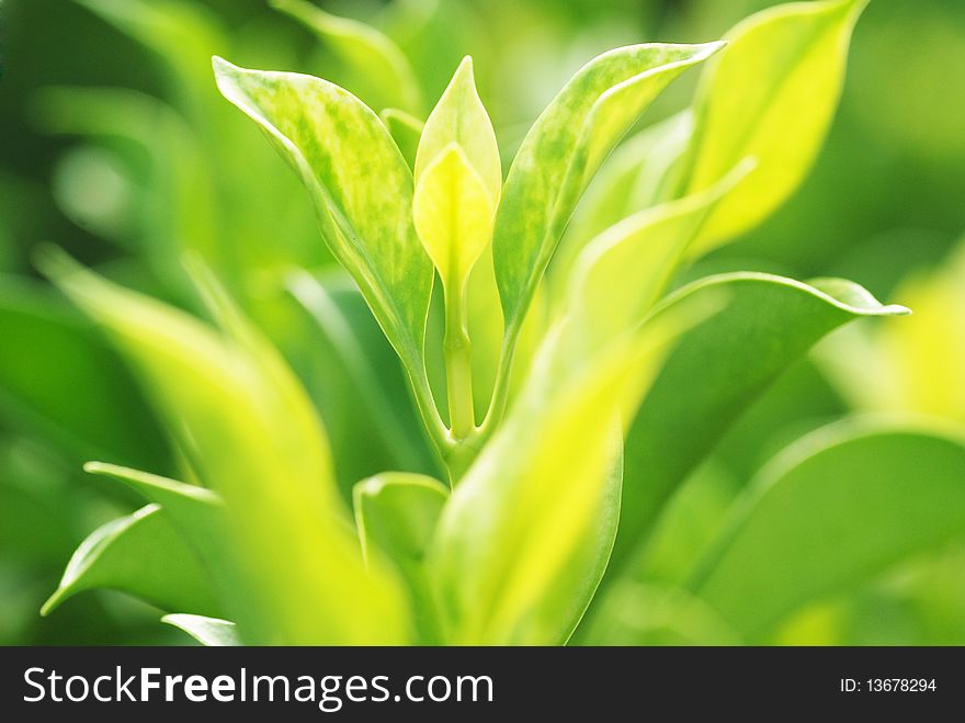 Verdure spring new tree leaves. Verdure spring new tree leaves.