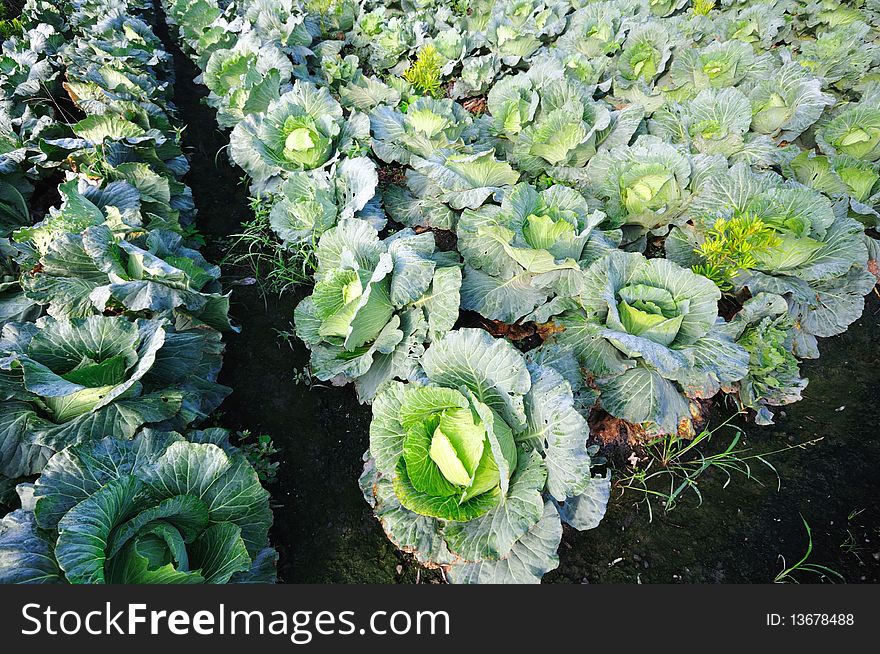 It is a cabbage field