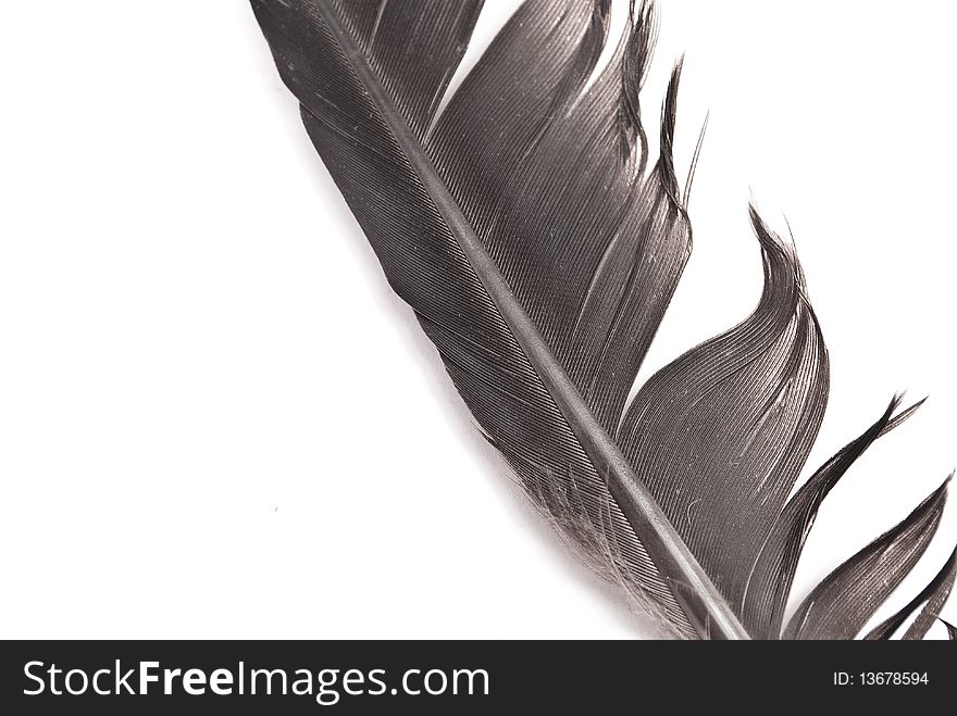 Black feather isolated on white