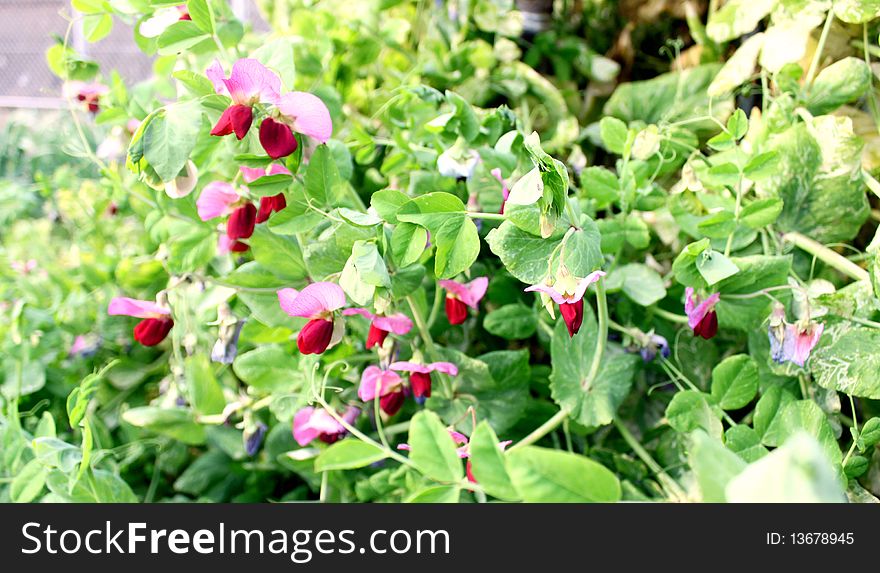 Sweet pea flowers blooming on a spring time .
