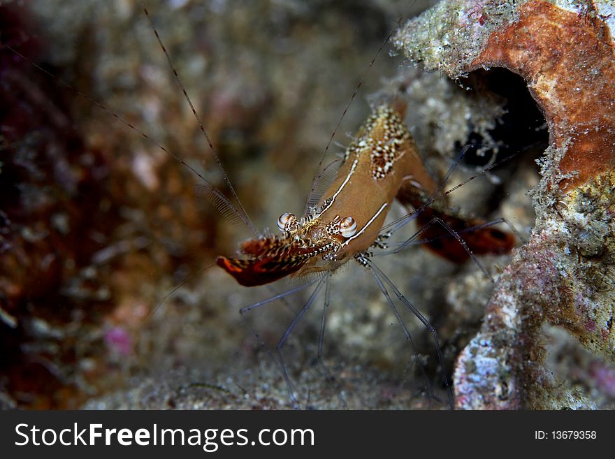 Long nose shrimp
