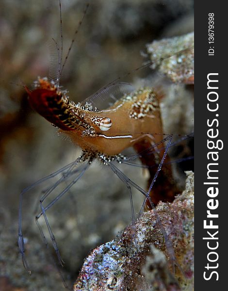 Leander plumosus, long nose shrimp. Characteristic shape and colour. Very long rostrum, as well as the antennal scales. Light brown colour with white and dark brown lines and markings. High hump on abdomen, transparent legs and antennae. Thin claws, almost undistinguishable from normal legs. 2 cm. Very easy to identify for shape and colour.