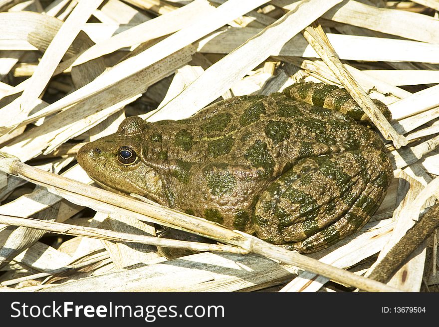 Marsh frog (Rana Ridibunda) on the reed