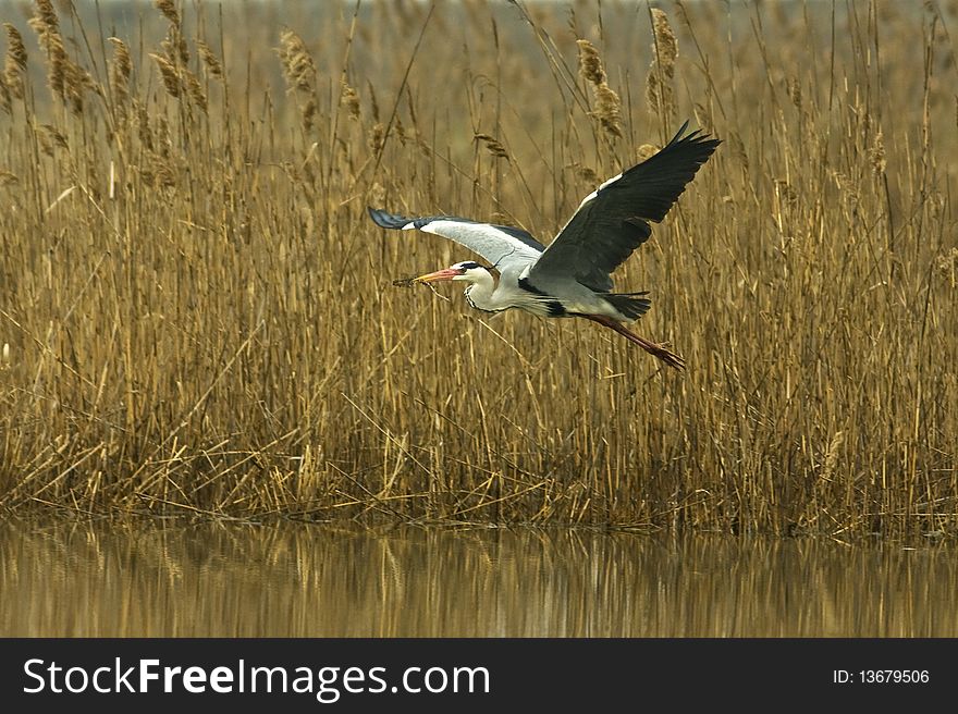 Great grey heron ( Ardea cinerea)