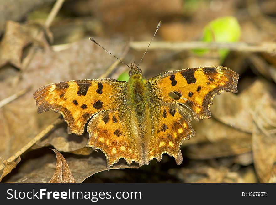 Comma / Poligonia C-album sitting on a dead leave