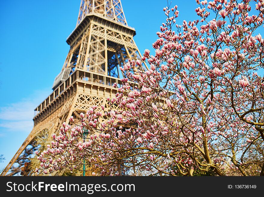 Eiffel Tower with blooming magnolia spring tree, Paris, France