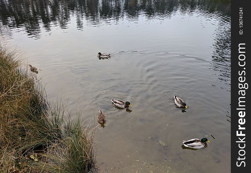 The ducks and the rippling lake at Woburn
