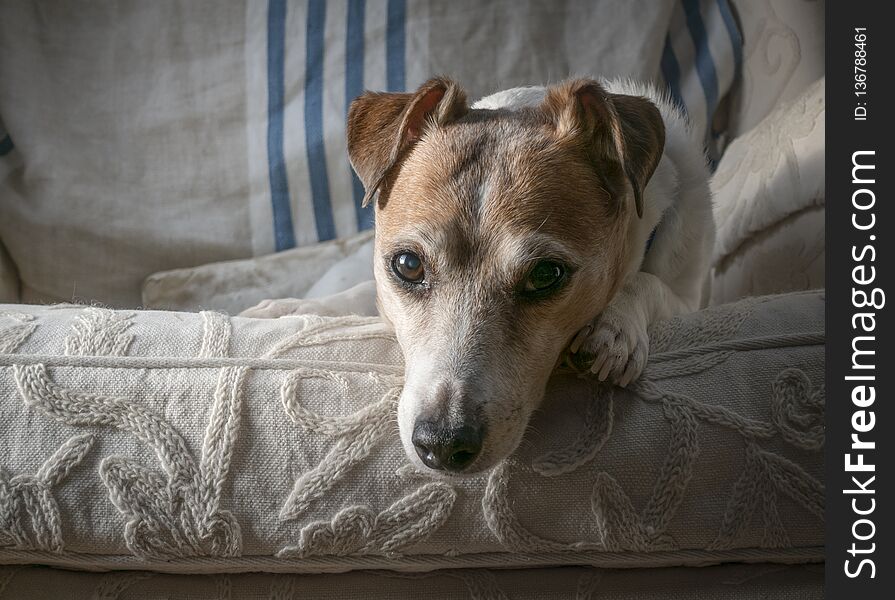 A close-up portrait of a brown and white short legged Jack Russell Terrier. A close-up portrait of a brown and white short legged Jack Russell Terrier