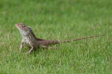 Garden Lizard Royalty Free Stock Photo Garden Lizard Royalty Free Stock Photo