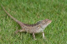 Garden Lizard Stock Photo Garden Lizard Stock Photo