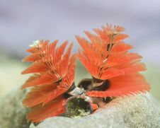 Spirobranchus Giganteus,Christmas Tree Worms, Royalty Free Stock Image Spirobranchus Giganteus,Christmas Tree Worms, Royalty Free Stock Image
