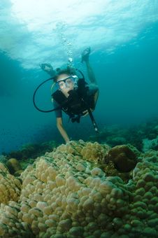 Young Female Scuba Diver Swims Over Reef Stock Image Young Female Scuba Diver Swims Over Reef Stock Image