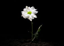 White Daisy Flower Stock Photography