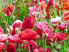 Red Poppies Royalty Free Stock Photo Red Poppies Royalty Free Stock Photo