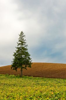 Triangular Tree Against Sky Royalty Free Stock Photos Triangular Tree Against Sky Royalty Free Stock Photos