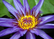Water Lily Royalty Free Stock Image