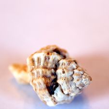 Sea Shells Stock Photo Sea Shells Stock Photo