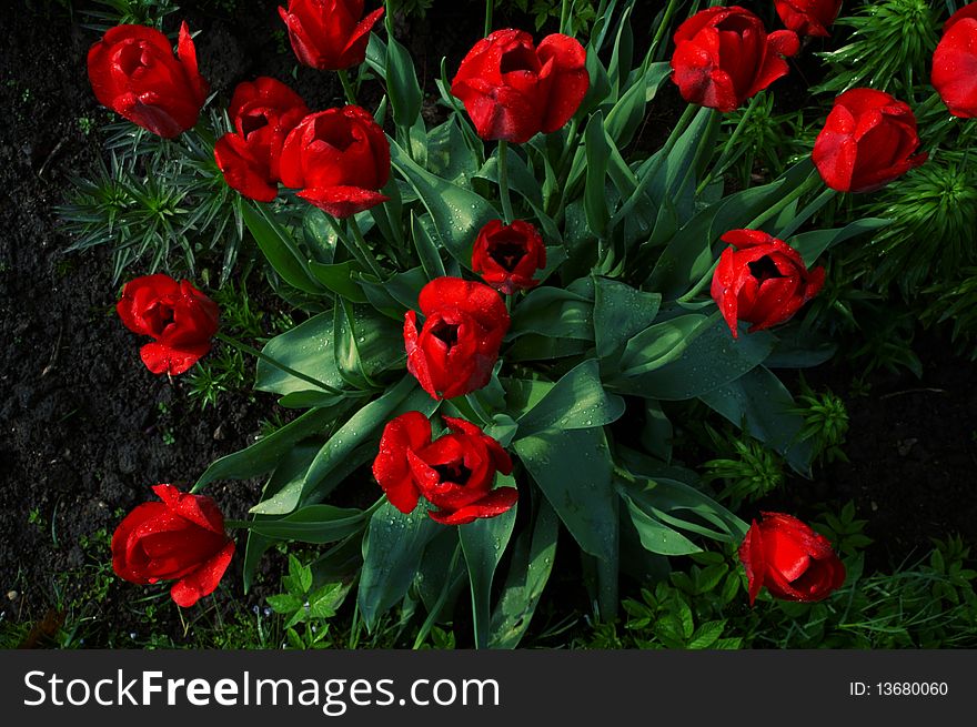 Top view on tulips on a garden-bed