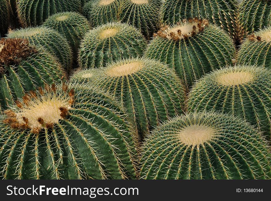 Repeated spherical cactaceous plant shown as interesting shape and composition.