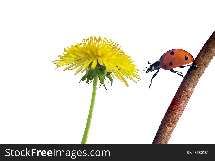 Crossing from stem on flower ladybug. Crossing from stem on flower ladybug