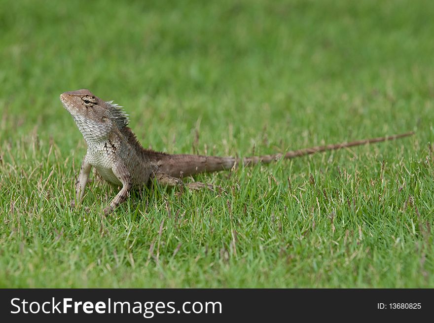 A garden lizard strolling in the grass