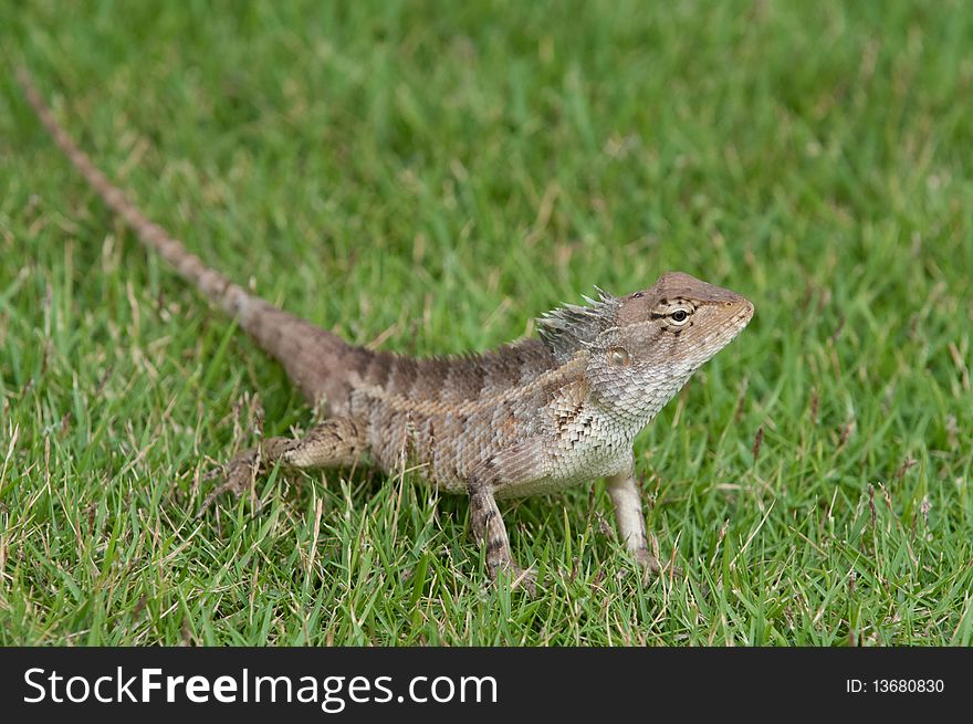 A garden lizard strolling in the grass