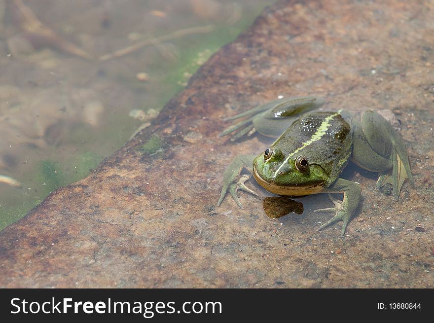 Green frog floating in the water