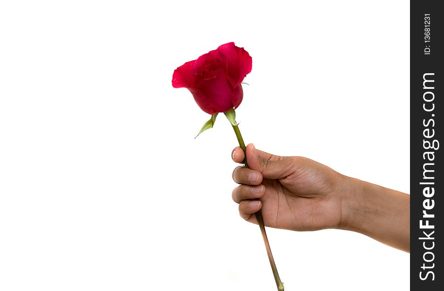 A hand holding a rose as a symbol of love. A hand holding a rose as a symbol of love