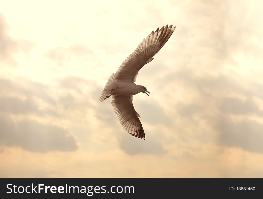 Portrait of a seagull flying in the sky at sunset