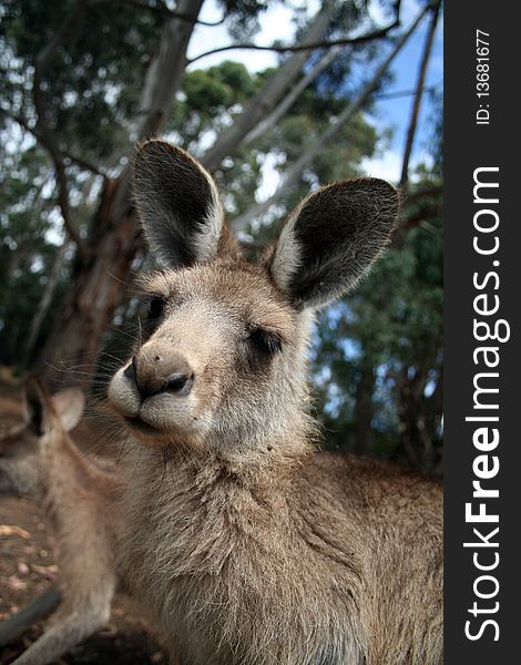 Young curious kangaroo in Australia