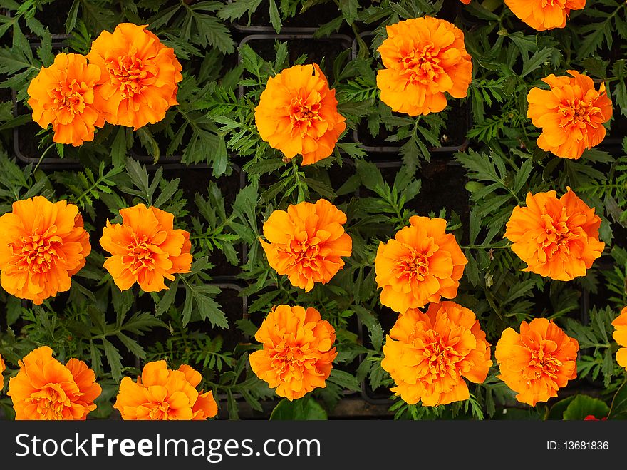 Many orange flowers in the garden