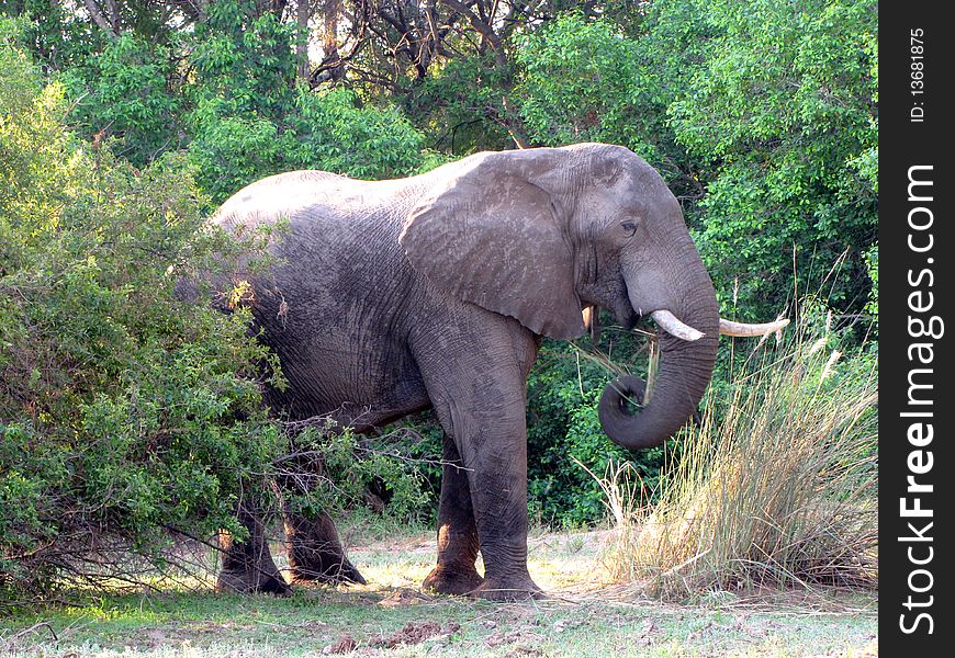 Big african elephant eating grass