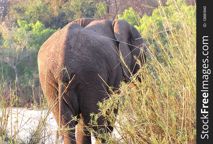 Big african elephant eating grass